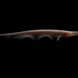 Amazon River Print: Deep-Water Knife Fish Amazon River Print: Deep-Water Knife Fish