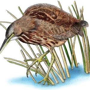 American Bittern Print American Bittern Print