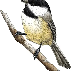 Black-Capped Chickadee Print, Pen and Ink Illustration Black-Capped Chickadee Print, Pen and Ink Illustration