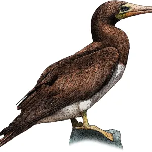 Pardela piquirroja Pardela piquirroja