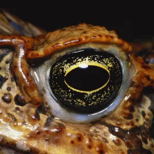 Cane Toad Eye Print