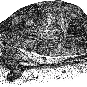 Chinese Box Turtle Print