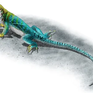 Collared Lizard Print - Colorized pen and ink illustration Collared Lizard Print - Colorized pen and ink illustration