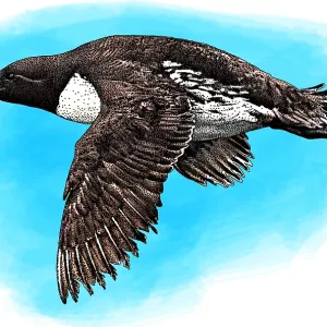 Common Murre Print - A Single Bird Perched on a Rock Common Murre Print - A Single Bird Perched on a Rock