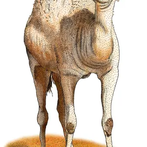 Dromedary Print Dromedary Print