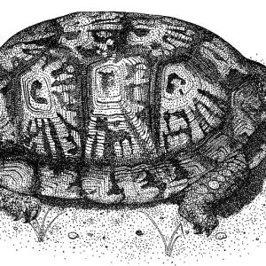 Eastern Box Turtle Print - Terrapene carolina carolina Illustration
