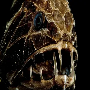 Fangtooth Fangtooth