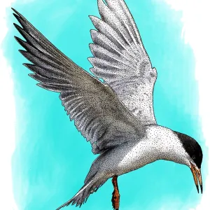 Forster's Tern Print Forster's Tern Print