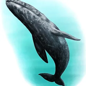 Gray Whale Print (Eschrichtius robustus) Gray Whale Print (Eschrichtius robustus)