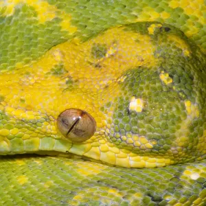 Green Tree Python Print: A Color Photograph of a Snake Green Tree Python Print: A Color Photograph of a Snake