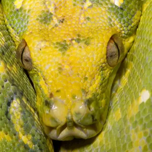 Green Tree Python Print: A Color Photograph of a Snake Green Tree Python Print: A Color Photograph of a Snake