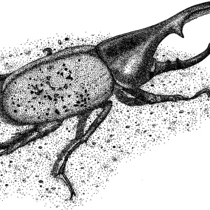 Eastern Hercules Beetle