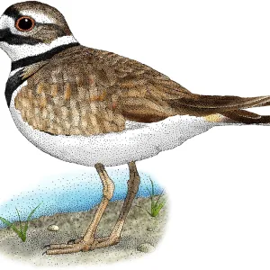 Killdeer Print: Charadrius vociferus Illustration Killdeer Print: Charadrius vociferus Illustration
