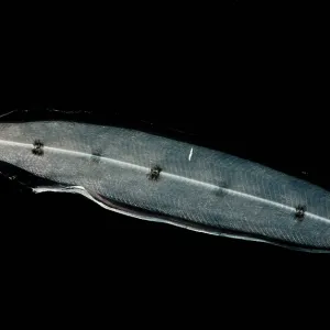 Larval Eel Print Larval Eel Print