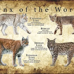 Lynx Species Print Lynx Species Print