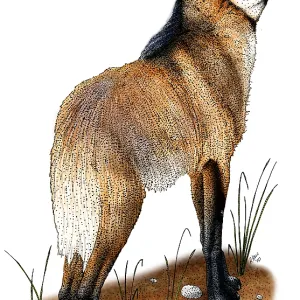 Maned Wolf Print: Chrysocyon brachyurus Illustration Maned Wolf Print: Chrysocyon brachyurus Illustration