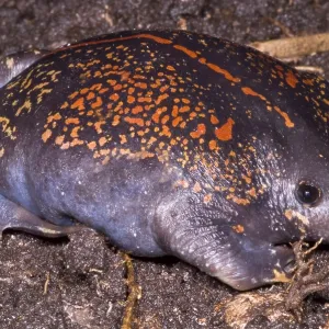 Mexikanischer Bergfrosch Mexikanischer Bergfrosch