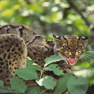 Clouded Leopard Print - South East Asia Tree Perch Clouded Leopard Print - South East Asia Tree Perch