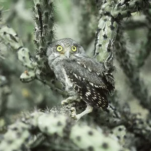 Elf Owl Print, Saguaro National Monument, Arizona Elf Owl Print, Saguaro National Monument, Arizona