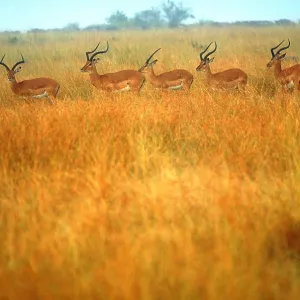 Impalas Impalas