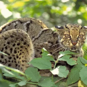 Marbled cat Marbled cat