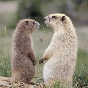 Olympic Marmot Print Olympic Marmot Print
