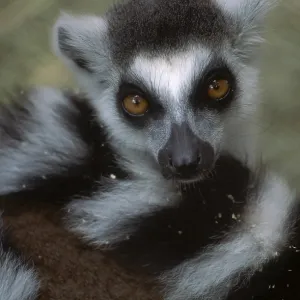 Ring-tailed Lemur Ring-tailed Lemur