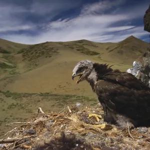 Rough Legged Buzzard Print, Mongolian Landscape Rough Legged Buzzard Print, Mongolian Landscape