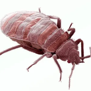 Bedbug, Cimex Lectularius, under a microscope (SEM) Bedbug, Cimex Lectularius, under a microscope (SEM)