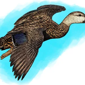 Mottled Duck Print Mottled Duck Print
