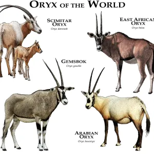 Oryx Species Print - A Collage of All Extant Oryx