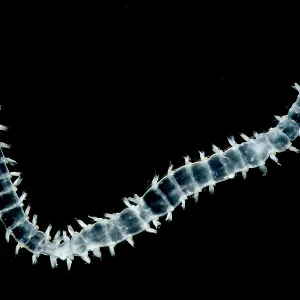 Polychaete Worm Print, 1/2 inch in length Polychaete Worm Print, 1/2 inch in length