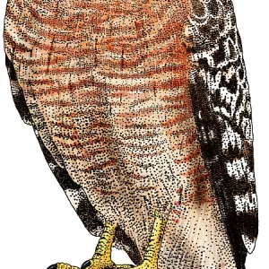 Red-shouldered Hawk Print Red-shouldered Hawk Print