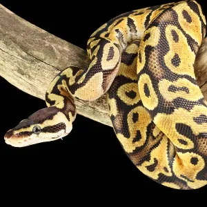 Ball Python Print: Pastel Morph Climbing on a Branch Ball Python Print: Pastel Morph Climbing on a Branch