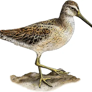Short-Billed Dowitcher Print Short-Billed Dowitcher Print
