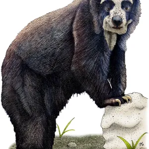Spectacled Bear Print Spectacled Bear Print