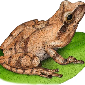 Spring Peeper Print, Anuran Illustration Spring Peeper Print, Anuran Illustration