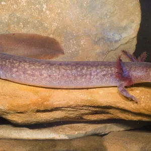 Aquatic Larval Spring Salamander Print Aquatic Larval Spring Salamander Print