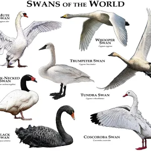 Black Necked Swan