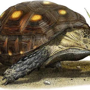 Texas Tortoise Print, Gopherus berlandieri Illustration Texas Tortoise Print, Gopherus berlandieri Illustration