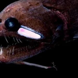 Threadfin Dragonfish Print, a photograph of the fish's face and barbel Threadfin Dragonfish Print, a photograph of the fish's face and barbel