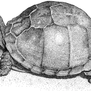 Three-Toed Box Turtle Print