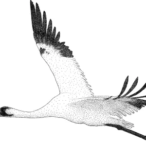Whooping Crane Pen and Ink Print Whooping Crane Pen and Ink Print