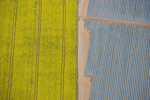 Agriculture in yellow and blue 24597_049 Agriculture in yellow and blue 24597_049