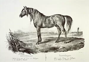 Horse Collection: Copenhagen, the Duke of Wellingtons horse J050173