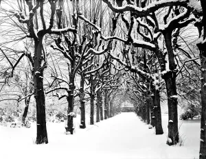 Print of Lime Walk in snow, Trinity College grounds