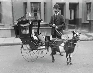 A goat-drawn carriage SAM01/02/0239 A goat-drawn carriage SAM01/02/0239