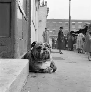 Prints of A bulldog lying by a doorstep in the foreground, with people at stalls at a street market behind, possibly Inverness Street, Camden Town, London. Photograph by John Gay. Date range: 1960-1965 Iconic Photographers of England - Historic Image Collections: Bulldog Print: A Bulldog by a Street Market