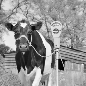 Prints of A friesian cow tethered to a mobile parking meter in a farmyard. Photograph by John Gay; date range 1964-1974 Iconic Photographers of England - Historic Image Collections: Friesian Cow Print