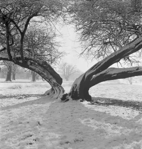 Print of a Snow Scene in Richmond Park with a Split Tree